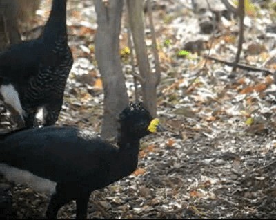 Yellow-knobbed Curassow - ML201983061