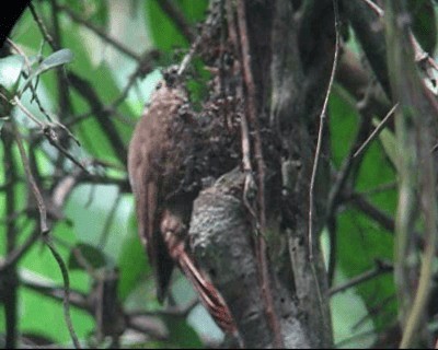 Montane Woodcreeper - ML201983121