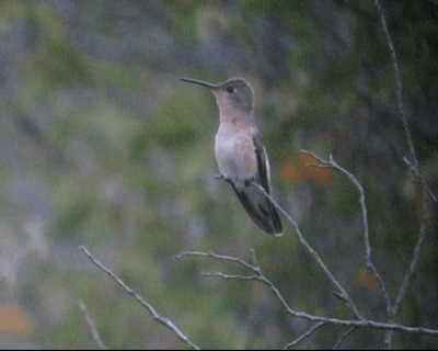 Buffy Hummingbird - ML201983131