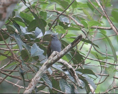 Andean Solitaire (venezuelensis/candelae) - ML201983151