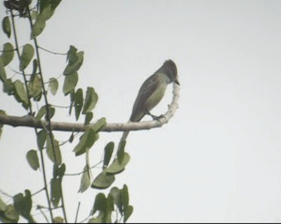 Venezuelan Flycatcher - ML201983161