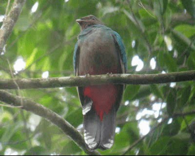 White-tipped Quetzal - ML201983191