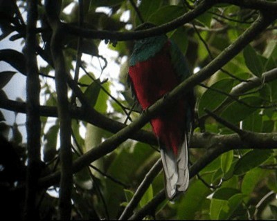 White-tipped Quetzal - ML201983201