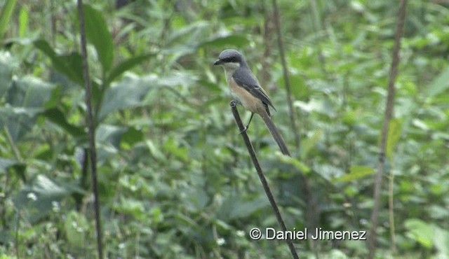 Gray-backed Shrike - ML201983211