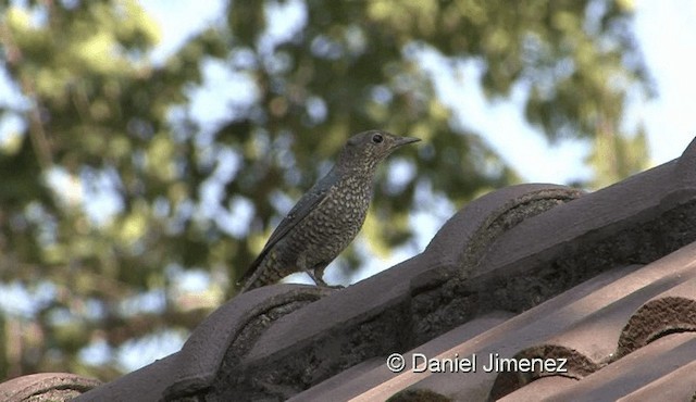 Blue Rock-Thrush (pandoo) - ML201983231