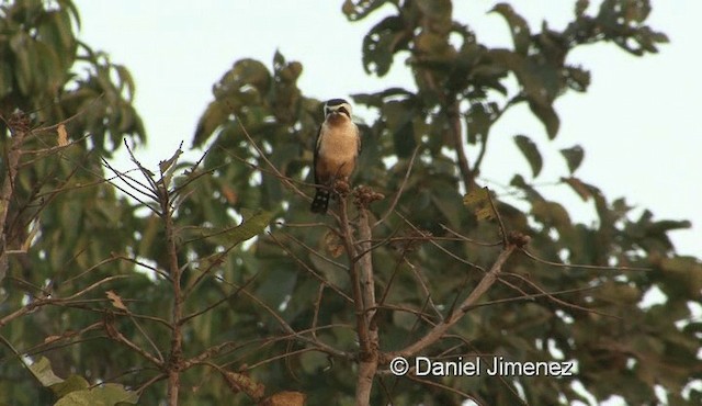 Collared Falconet - ML201983241