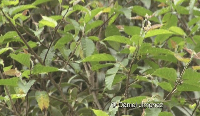 Yellow-browed Warbler - ML201983261