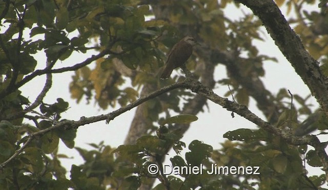 Banded Bay Cuckoo - ML201983271