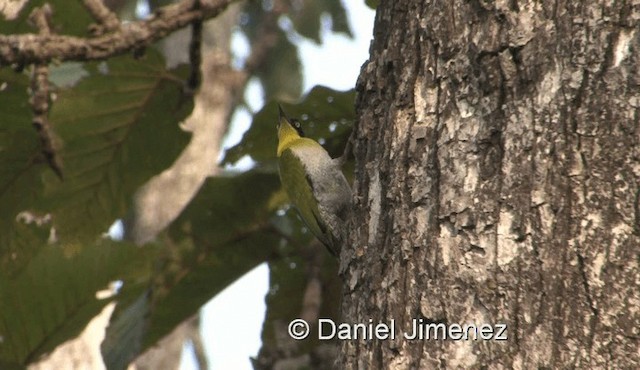 Black-headed Woodpecker - ML201983281