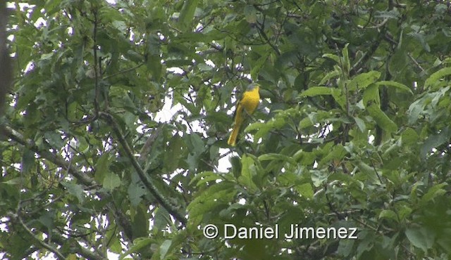 Scarlet Minivet (Scarlet) - ML201983291