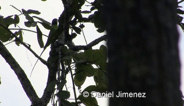 Gray-headed Parakeet - ML201983301