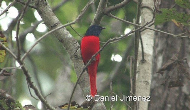 Minivet écarlate (groupe speciosus) - ML201983311