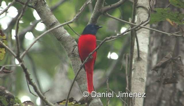 Kırmızı Minivet [speciosus grubu] - ML201983311