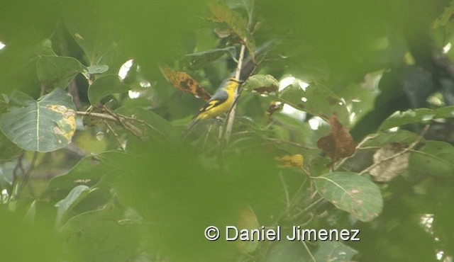 Scarlet Minivet - ML201983321