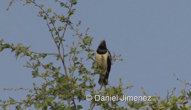 Siamese Pied Starling - ML201983331