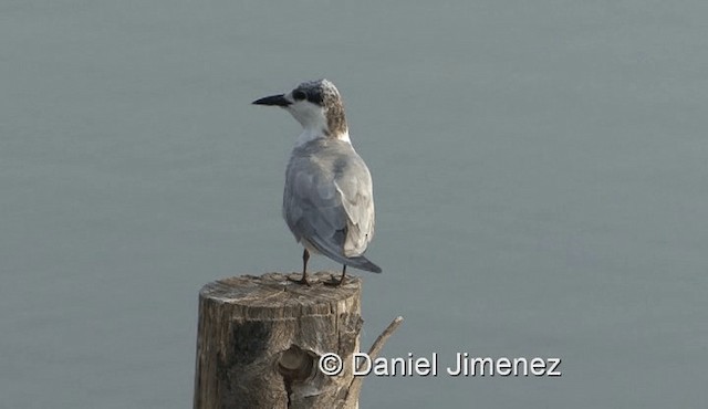 Whiskered Tern - ML201983371