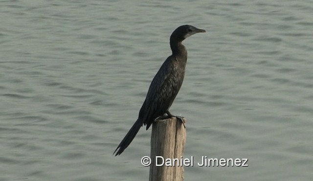 Cormoran de Vieillot - ML201983381