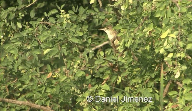 Oriental Reed Warbler - ML201983391