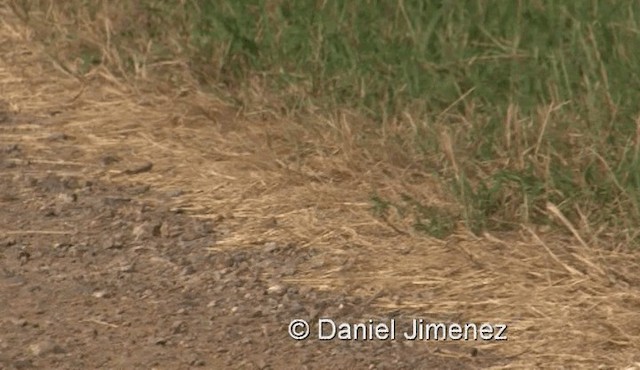 Paddyfield Pipit - ML201983421