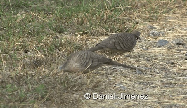 Zebra Dove - ML201983431