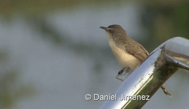 Plain Prinia - ML201983441