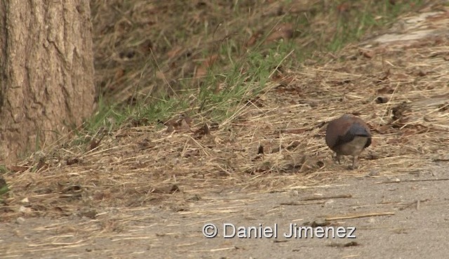 Red Collared-Dove - ML201983451