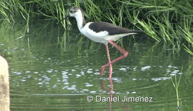 Black-winged Stilt - ML201983471