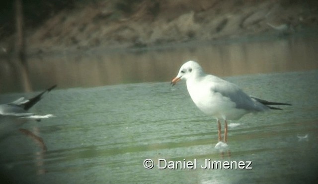 Brown-headed Gull - ML201983491