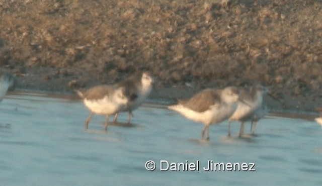 Marsh Sandpiper - ML201983501