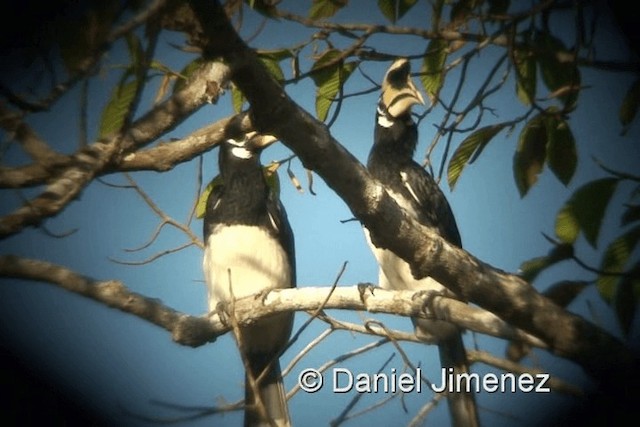 Oriental Pied-Hornbill - ML201983511