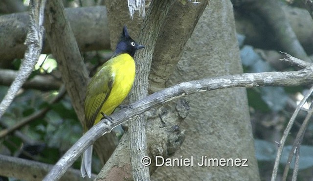 Bulbul à huppe noire - ML201983561