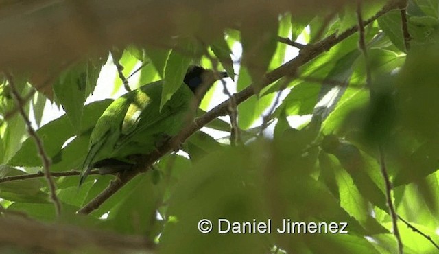 Golden-fronted Leafbird - ML201983571