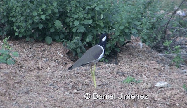 Red-wattled Lapwing - ML201983581