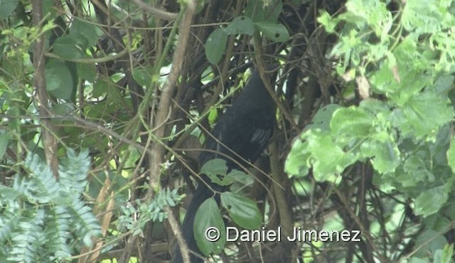 Green-billed Malkoha - ML201983591