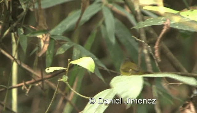 Yellow-bellied Warbler - ML201983601