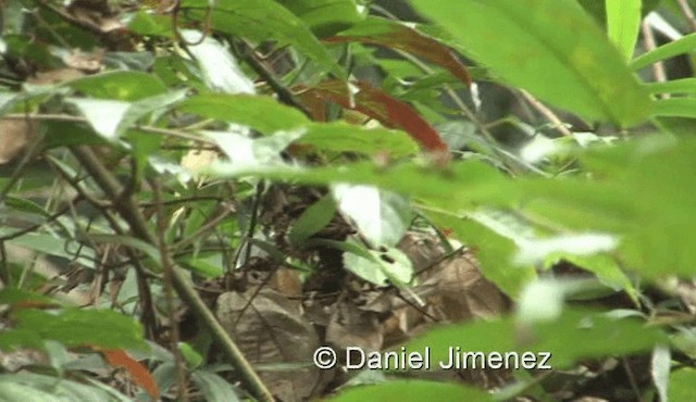 Yellow-bellied Warbler - ML201983611