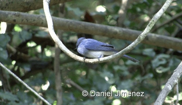 Black-naped Monarch - ML201983621