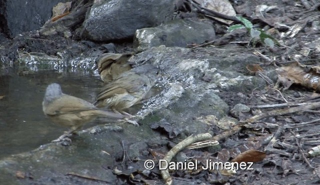 Brown-cheeked Fulvetta - ML201983631