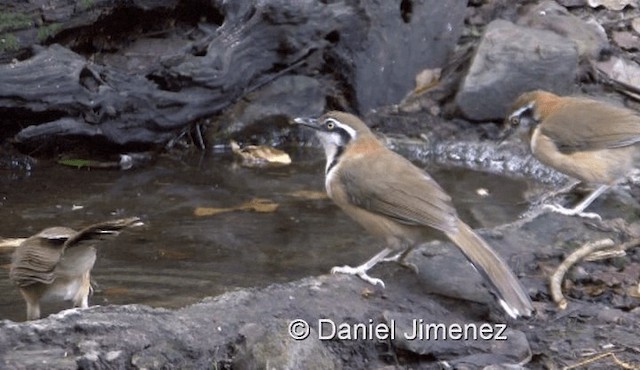 Lesser Necklaced Laughingthrush - ML201983651