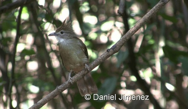 Ochraceous Bulbul - ML201983661