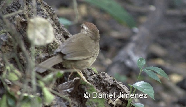 Puff-throated Babbler - ML201983671