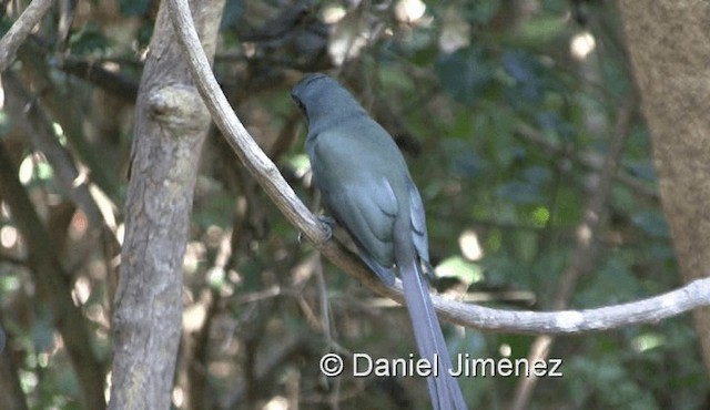 Racket-tailed Treepie - ML201983681