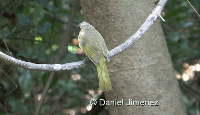 Stripe-throated Bulbul - ML201983721