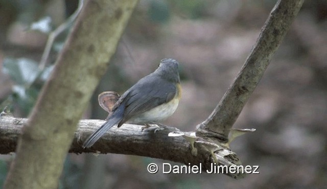 Indochinese Blue Flycatcher - ML201983731