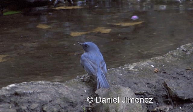 Indochinese Blue Flycatcher - ML201983741