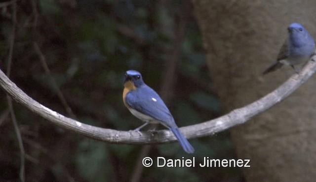 Black-naped Monarch - ML201983751