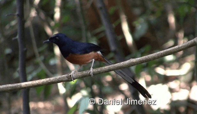 White-rumped Shama (White-rumped) - ML201983781