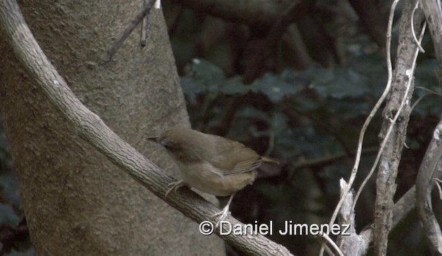 Abbott's Babbler - ML201983791