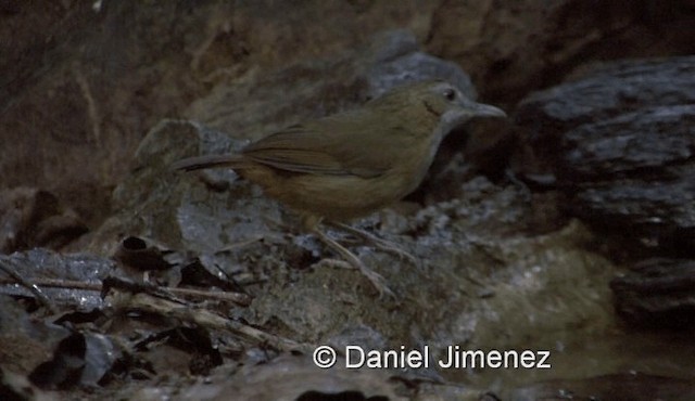 Abbott's Babbler - ML201983801