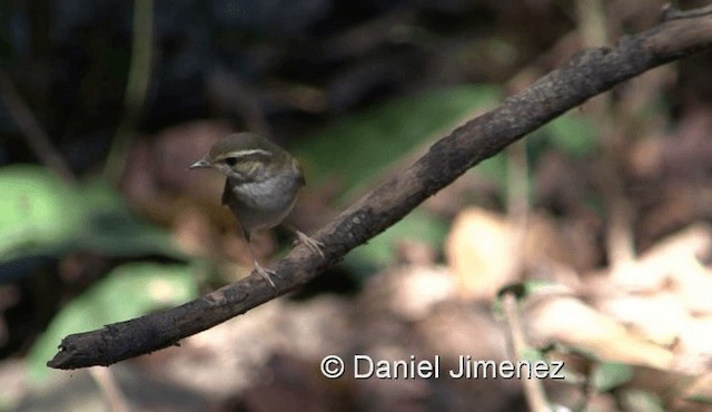 Mosquitero Boreal - ML201983821